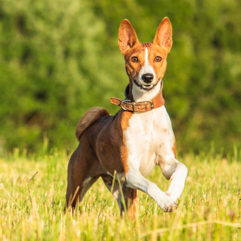The Indian Pariah Dog Breed Stat