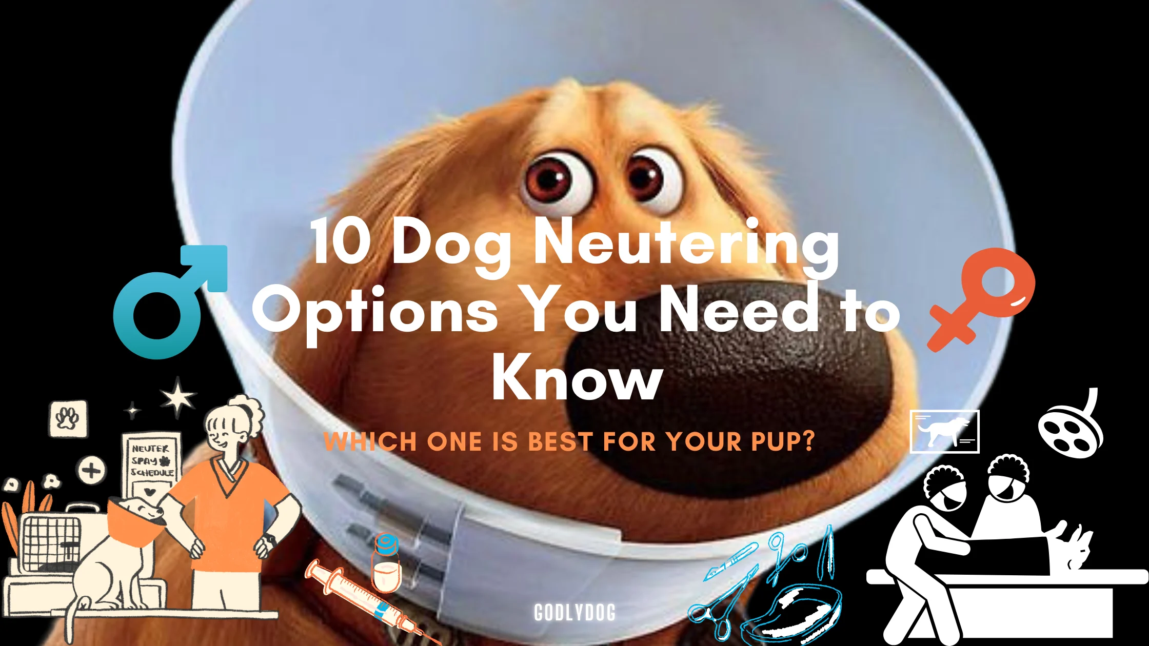 Dog neutering options blog cover by GodlyDog