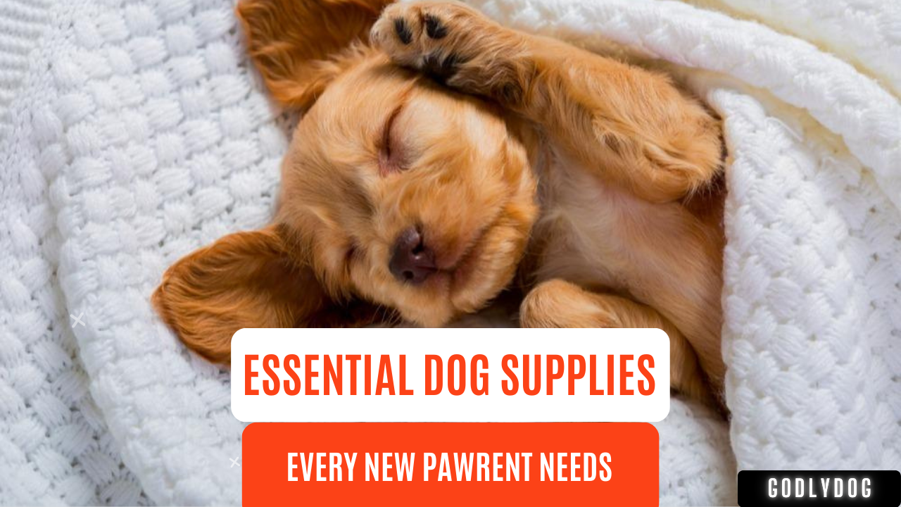 essential dog supplies blog banner