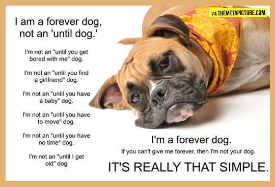 Dogs are forever