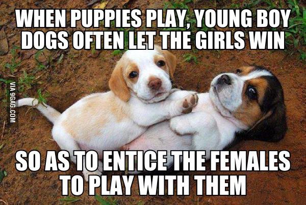Male pups purposely let females win!