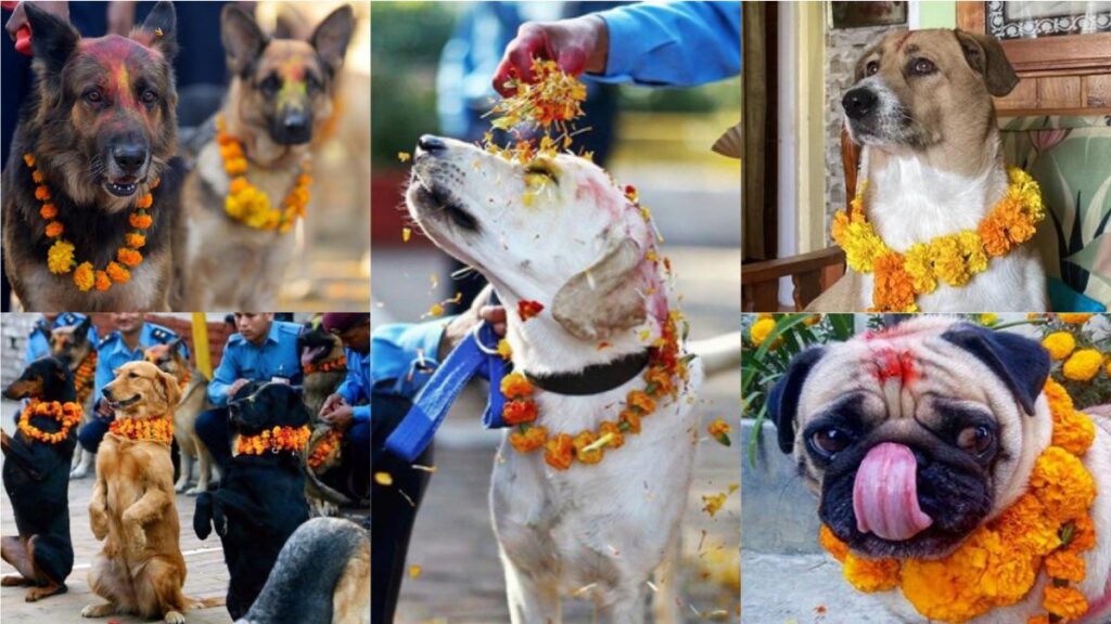 Dogs being worshipped in Nepalese festival 'Kukur Tihar'.