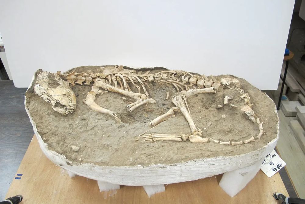 Dog burials excavated at Ashkelon