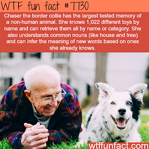 The most intelligent dog breed- Border Collie, Chaser