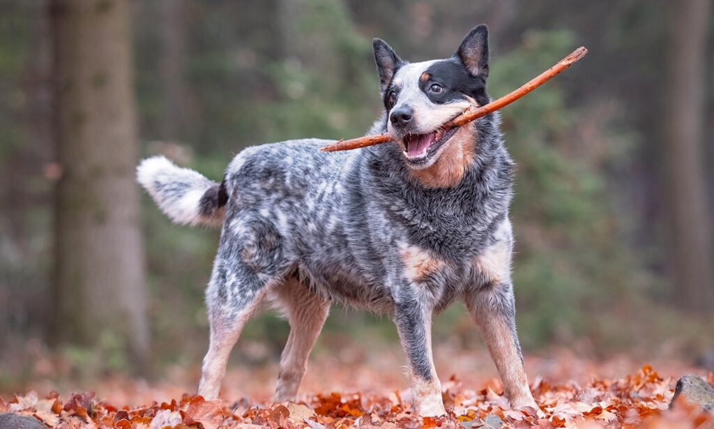 Ranked 10th among the 10 most intelligent dog breeds- Australian Cattle Dog.