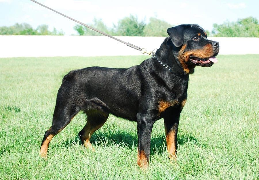 Ranked 9th among the 10 most intelligent dog breeds- Rottweiler.