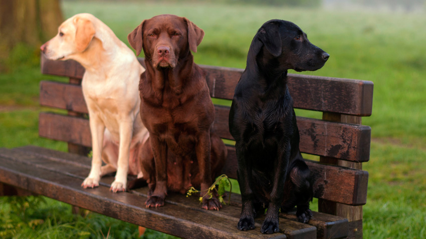 Ranked 7th among the 10 most intelligent dog breeds- Labrador Retriever.