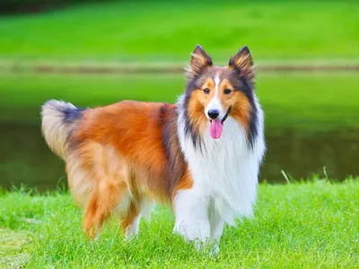 Ranked 6th among the 10 most intelligent dog breeds- Shetland Sheepdog.