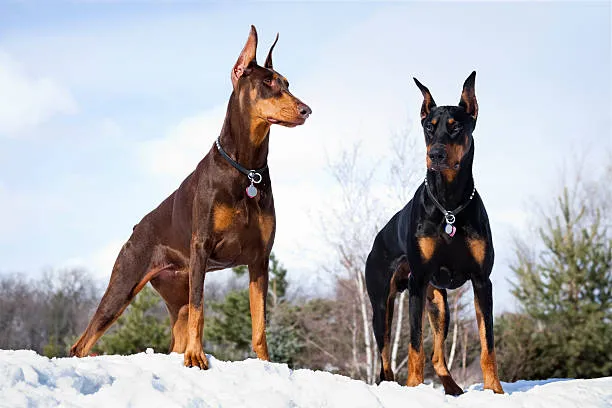 Ranked 5th among the 10 most intelligent dog breeds- Doberman Pinscher.