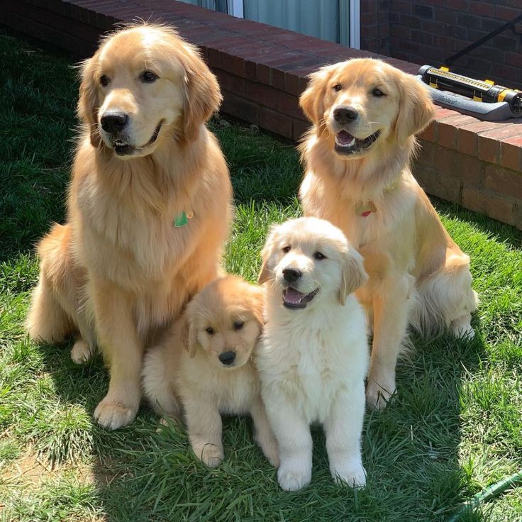 Ranked 4th among the 10 most intelligent dog breeds- Golden Retriever.