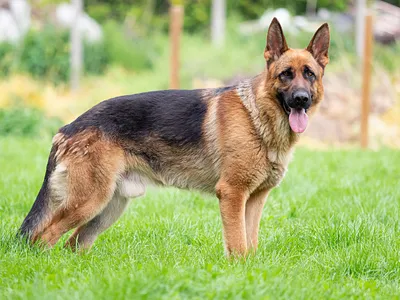 Rank 3rd among the 10 most intelligent dog breeds- German Shepherd.