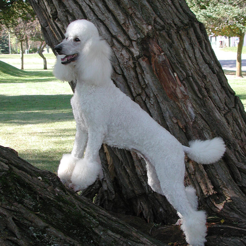 Ranked 2nd among the 10 most intelligent dog breeds- Poodle.