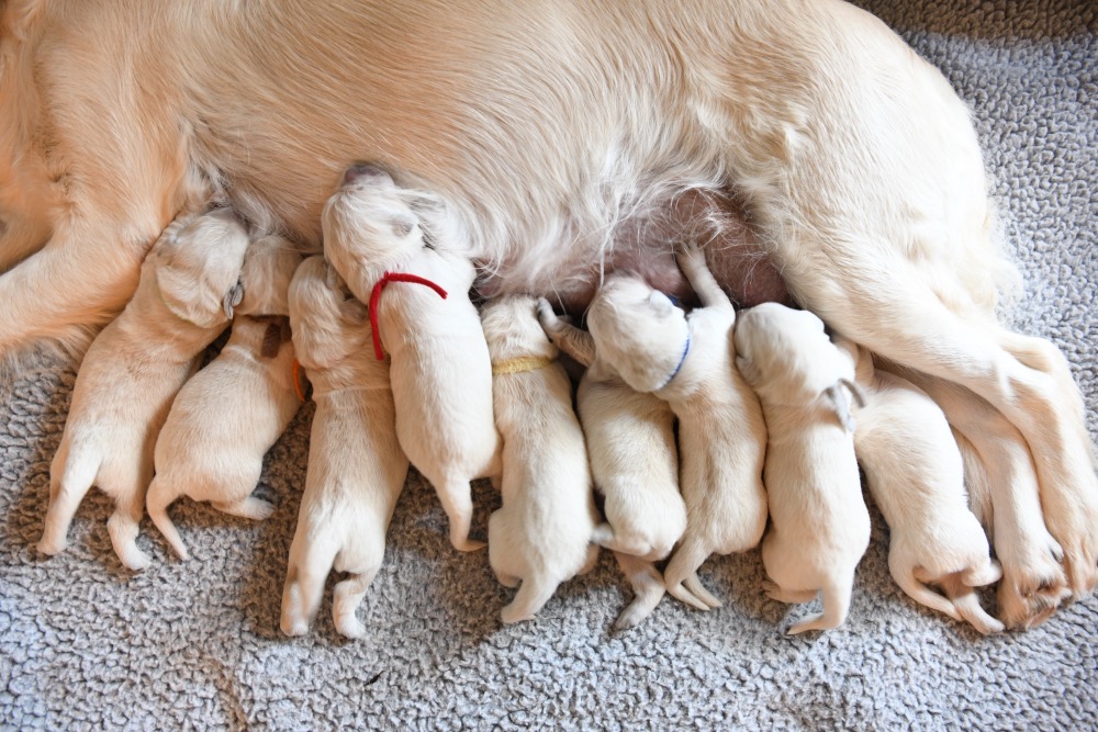 Two weeks old puppy