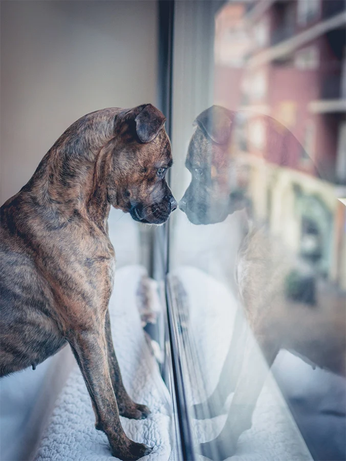 Are Dogs Near-Sighted or Far-Sighted? The Truth about Their Visual Acuity