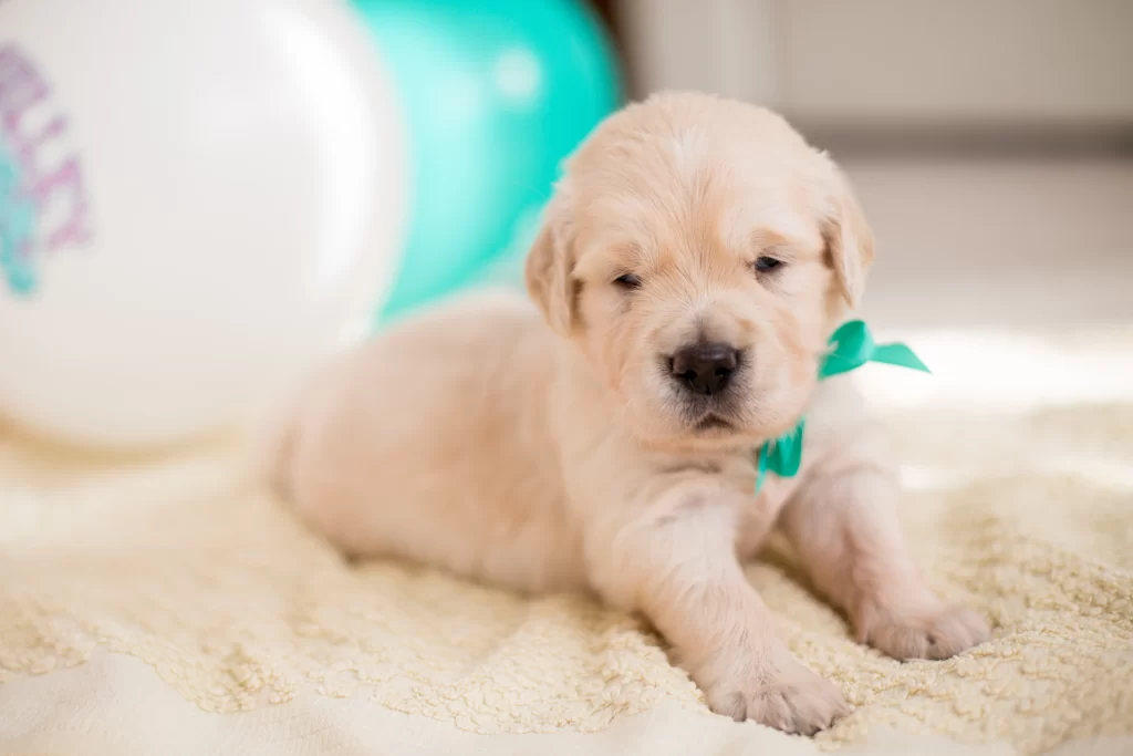 3-week-old-puppy