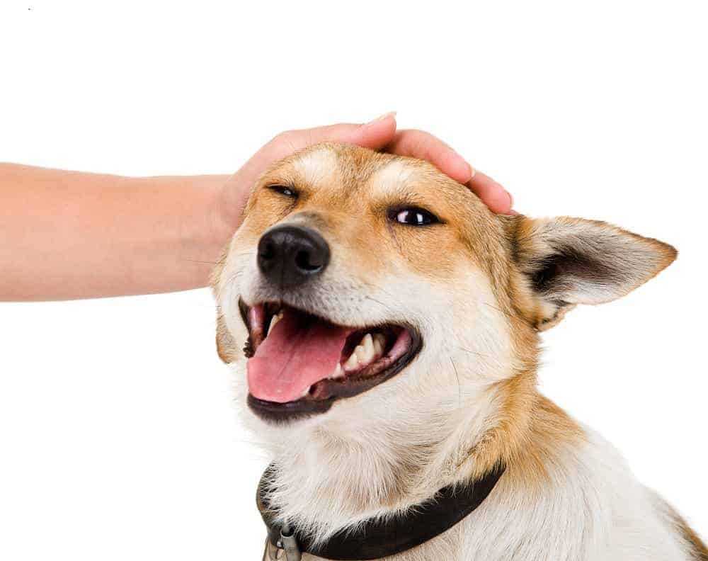 The Indian Pariah Dog Breed Temperament