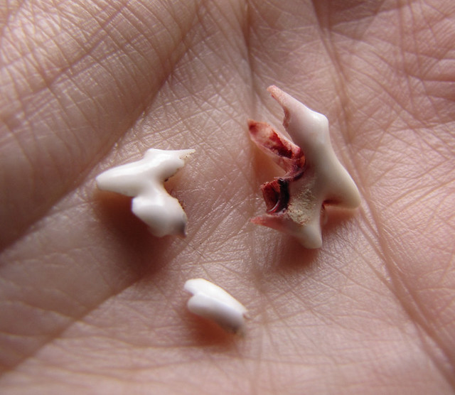 fallen puppy milk teeth