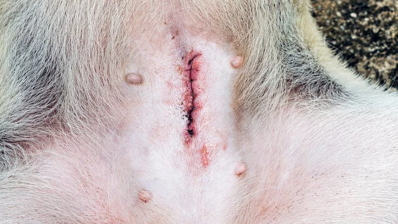 Dog Ovariohysterectomy