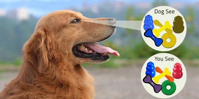 Can Dogs See Shades of Colors or Identify Brightness?