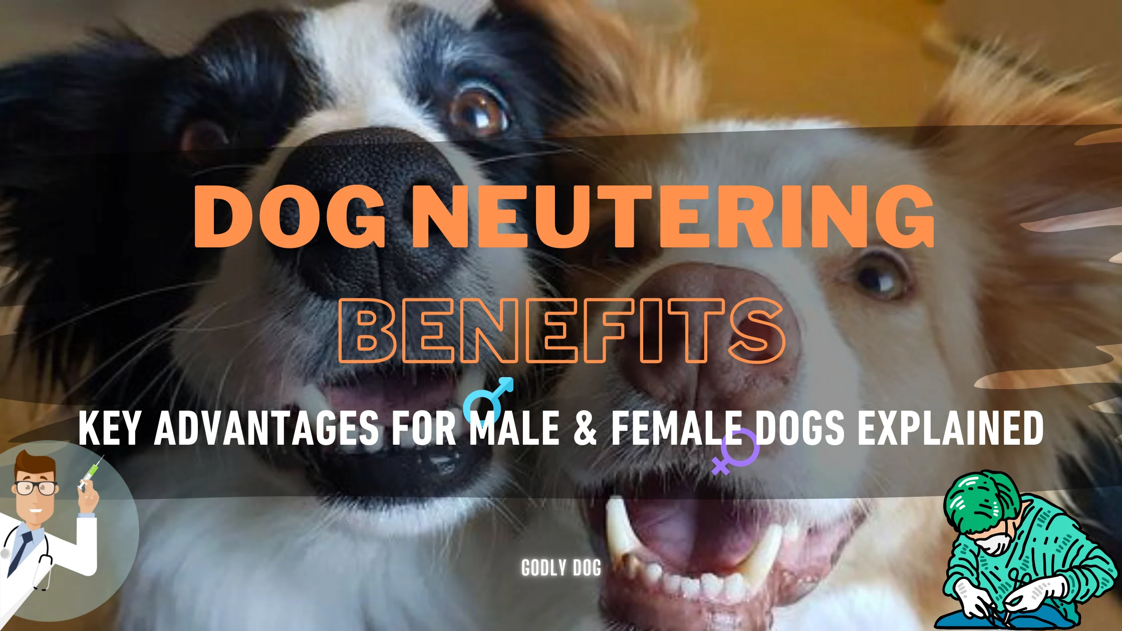 Dog neutering benefits blog cover by GodlyDog