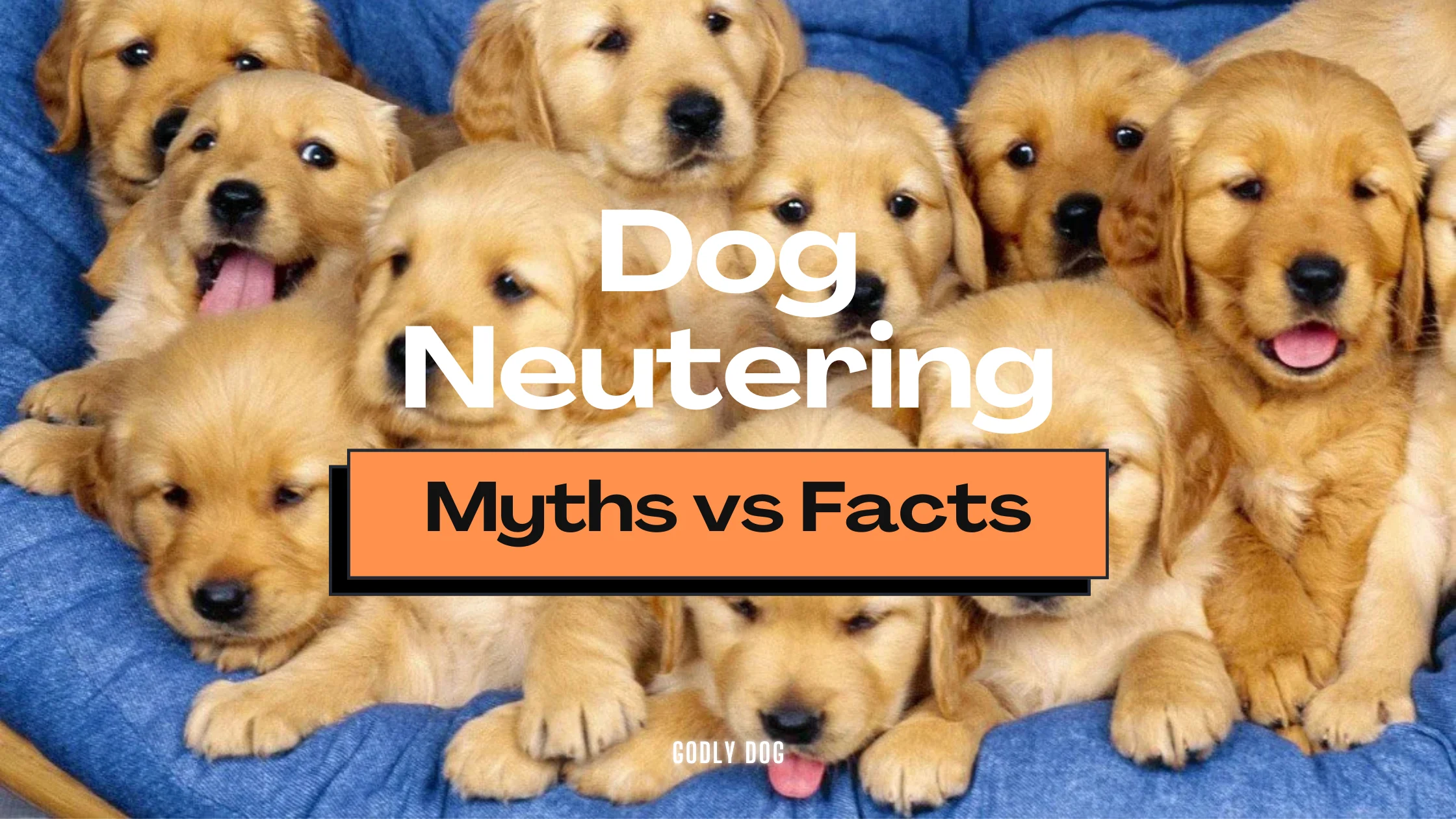 Dog Neutering Myths vs Facts blog banner by GodlyDog