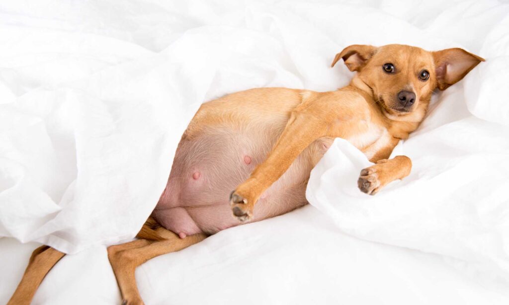 Pregnant dog