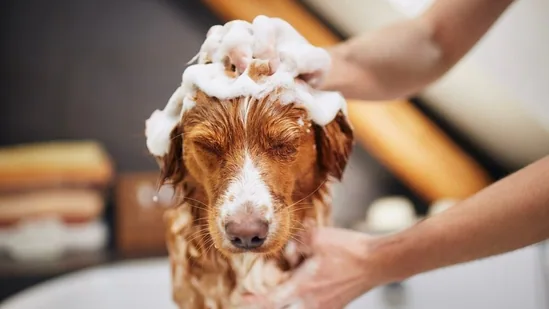 The Indian Pariah Dog Breed Grooming Needs