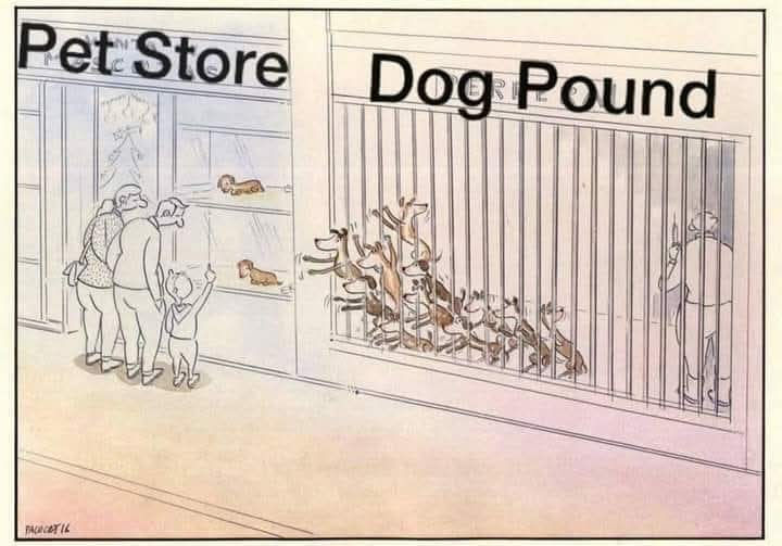 Buying vs adopting a dog: On the left, we have two pups being showcased with hefty price tags, at a fancy pet store. And right beside, there are so many dogs who have been waiting to be adopted for free, but nobody wants them. Also since the pounds and shelters have very limited space and resources to cater to the increasing number of strays, the man is approaching the dogs huddled together, with an injection to euthanize them as his last resort, while the mortified dogs, who have sensed their end, are reaching out for help! But the family outside has turned deaf ears towards their cries and stands hypnotized by the plush pups at the store! Heart-wrenching, isn't it?