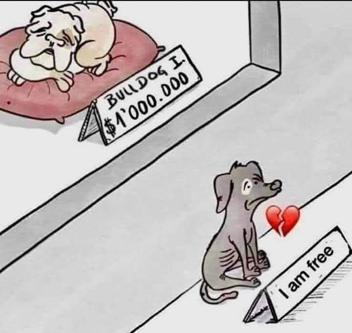 Buying vs adopting a dog- the irony.