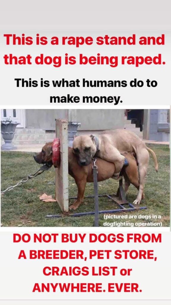 Buying vs adopting a dog, you decide! A 'DOG RAPE STAND', where the dog is being raped to mint out puppies that can be sold by 'the so called humans'!
