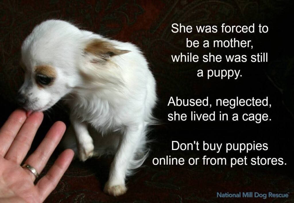 Buying vs adopting a dog: Don't ever buy puppies online or from stores, please!