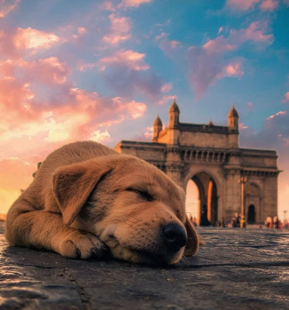 The Indian Pariah Dog breed history