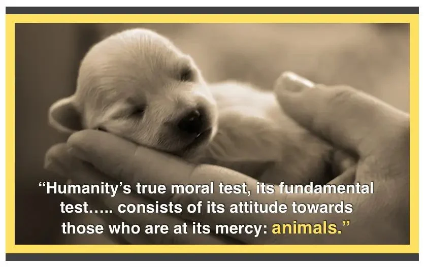 Kundera animal quotes