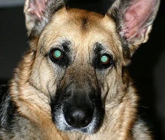 Dogs’ Eyes Glow in the Dark