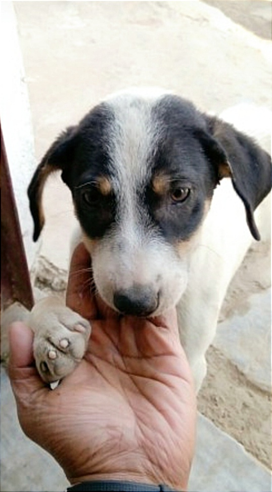 An image of an Indie pup named 'Lilliput' rescued by my Dad. This is how he expresses his gratitude after his meals every single day! 