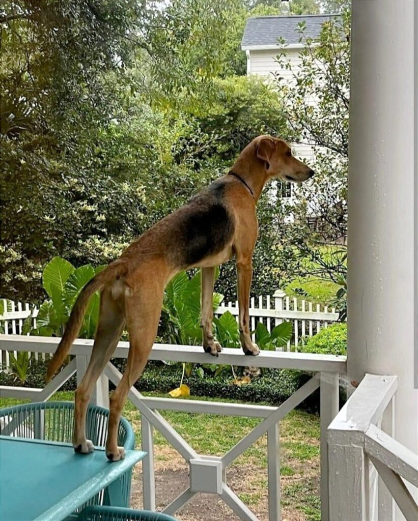 The Indian Pariah Dog Breed Uses