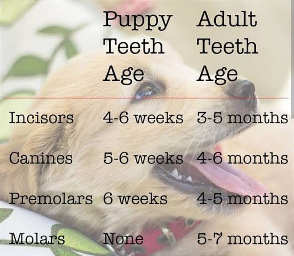 puppy teeth growth chart