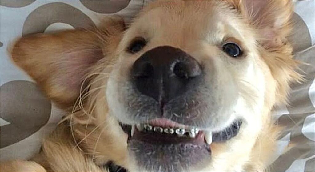 puppy with abnormal teeth wearing braces
