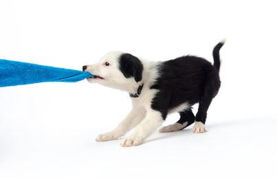 puppy biting and pulling while playing