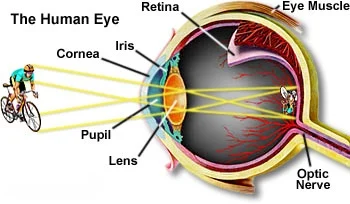 Understanding Vision: How Do We See Colors