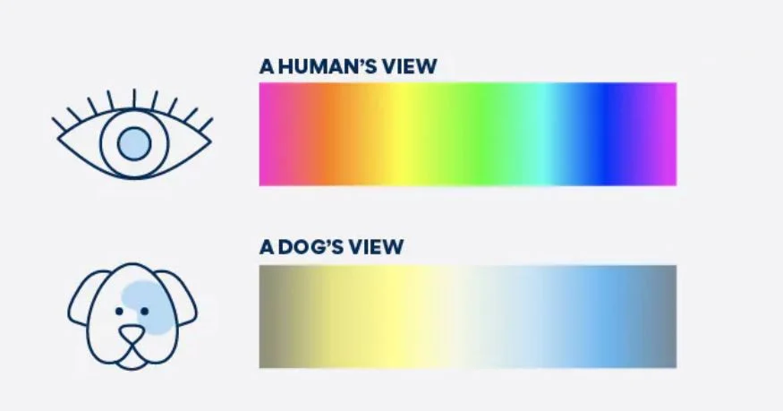 Can Dogs See Colors?