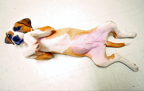 spayed female dog