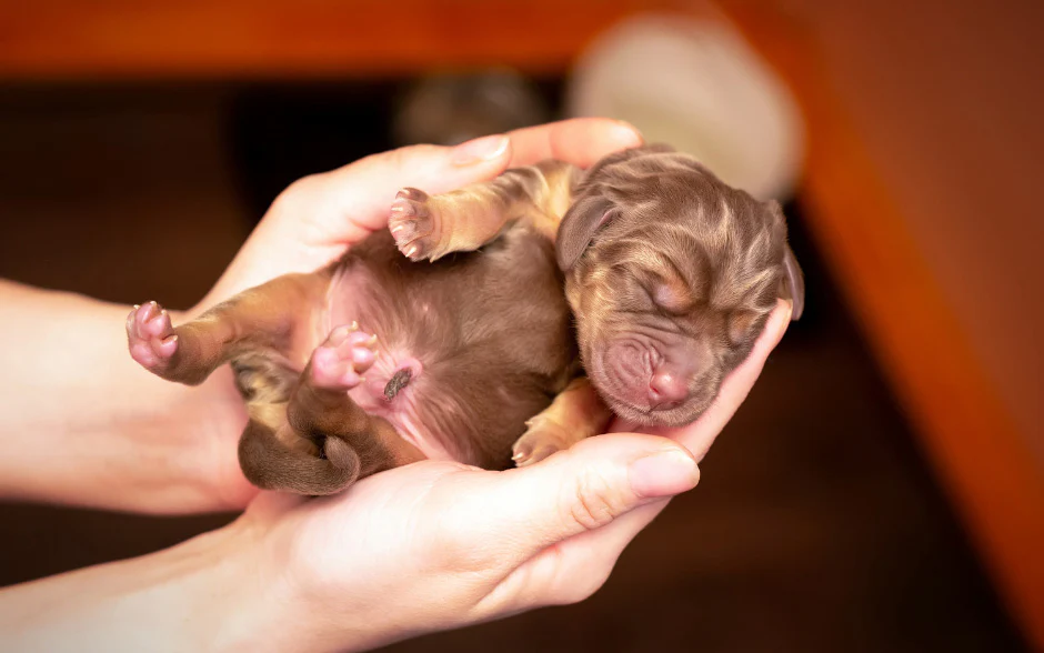 Puppy growth & development stage- New born puppy