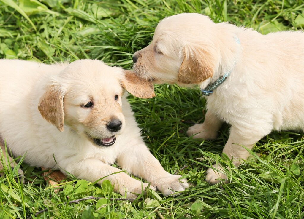 puppies learning bite inhibition with litter mates