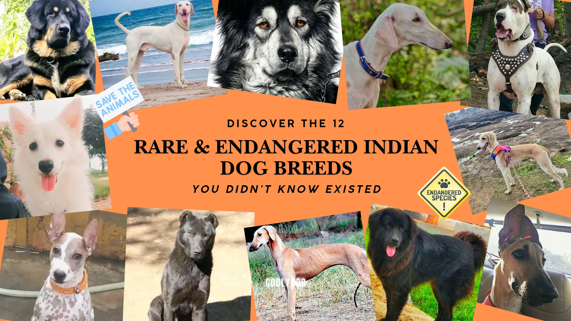 Rare & Endangered Indian Dog Breeds blog cover by GodlyDog