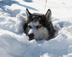 Buying vs adopting a dog: give it a thought, because this is the original environment ideal for Huskies.
