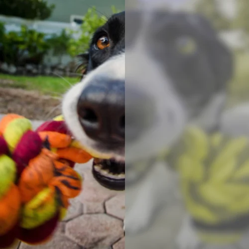 How Clear Is a Dog’s Vision Compared to Humans?