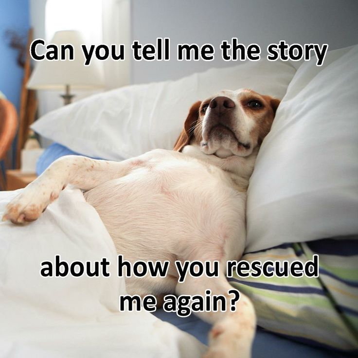 The difference between buying vs adopting a dog: Missing out on the love and gratitude of a rescued dog.