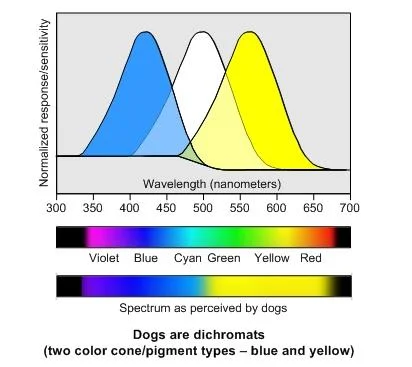 Dogs Limited Spectrum