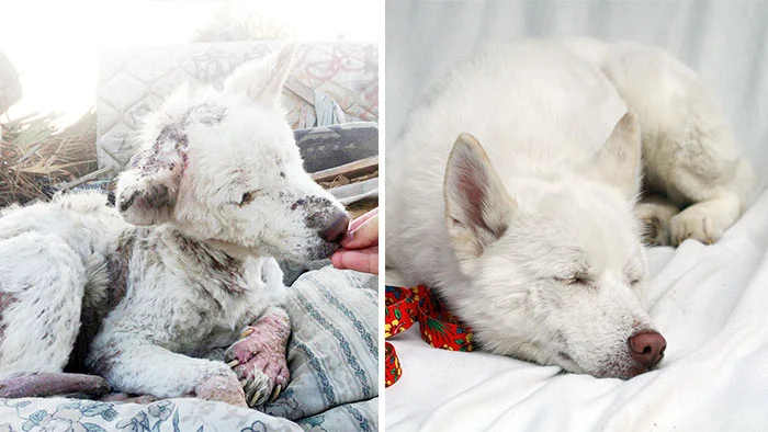 Before and after rescue pictures of the same dog, urging you to help out the stray dogs.
